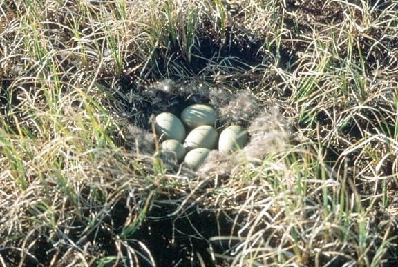 spectacled eider, nest, eggs