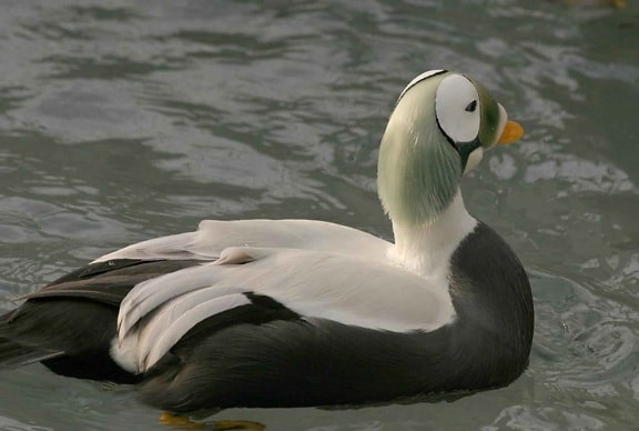 spectacled eider, waterfowl, duck, male, up-close, somateria fischeri