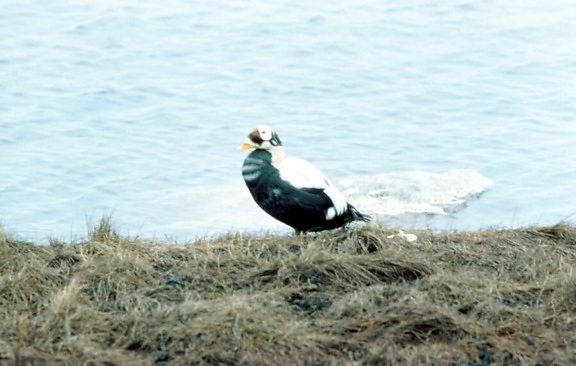spectacled eider, waterfowl, male