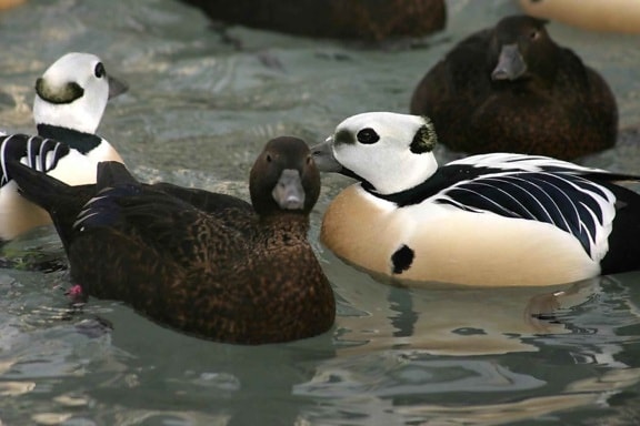 several, pairs, steller, eider, ducks, swimming, together