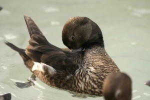 steller-eider-female-in-breeding-plumage-300x200.jpg