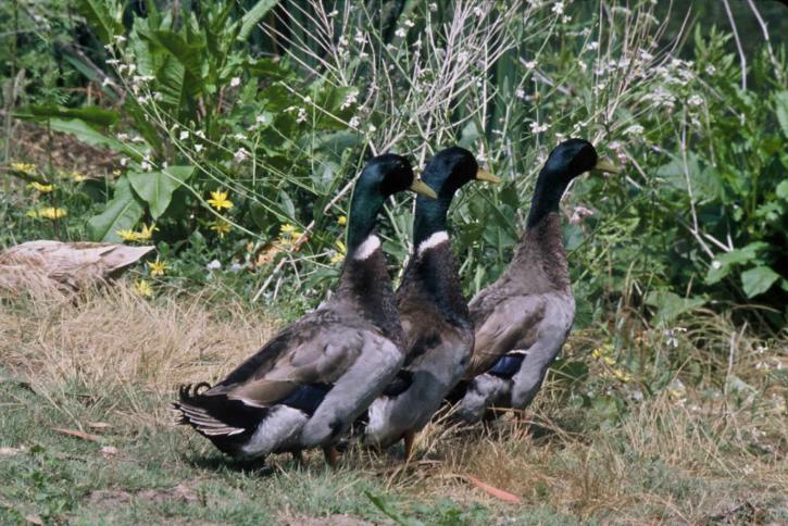 three, male, mallard, ducks, anas platyrhynchos