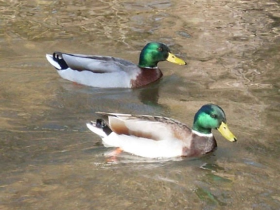 two, mallard, ducks, lake