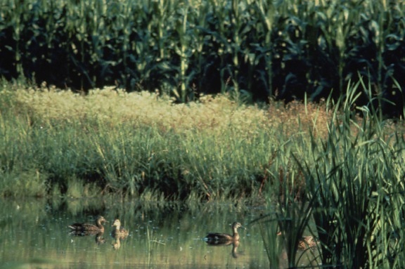 wetland, pothole, ducks, cornfield