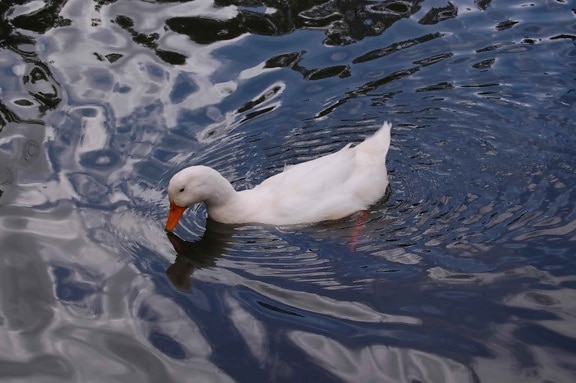 white duck, pond