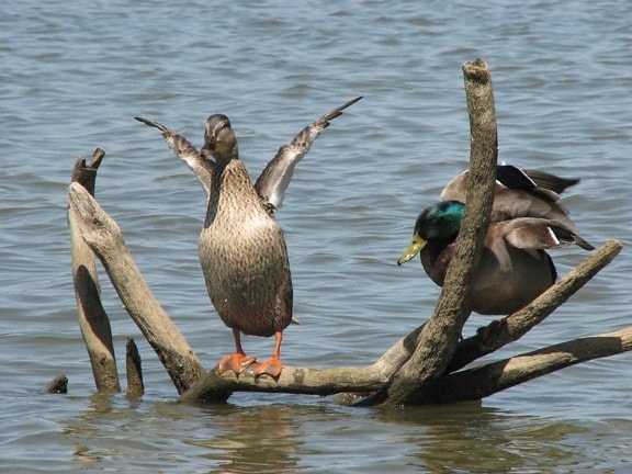 divljih patki, ptica, foto