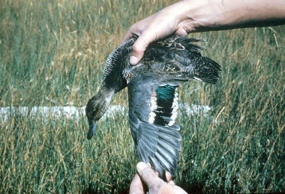 green, winged, teal, duck, hands