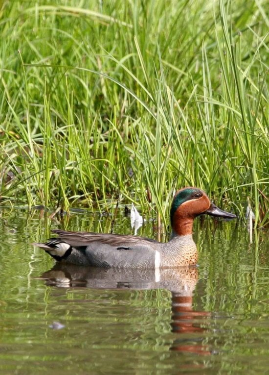 Winged teal duck