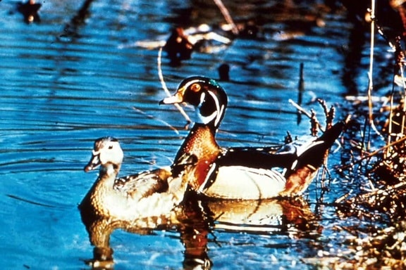 pair, wood, ducks, surface, lake