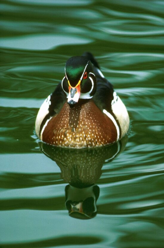 up-close, high, details, photograph, male, wood, duck, waterfowl, bird, water, sponsa
