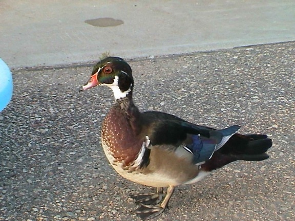 up-close, wood, carolina, duck, sponsa, male, feathers, mating