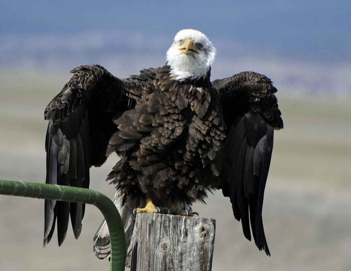 calvo, águila, descansa, cerca, poste, estiramiento, alas