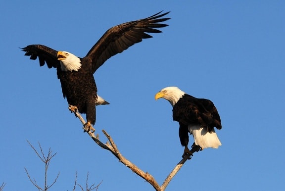 pair, bald, eagles, branch