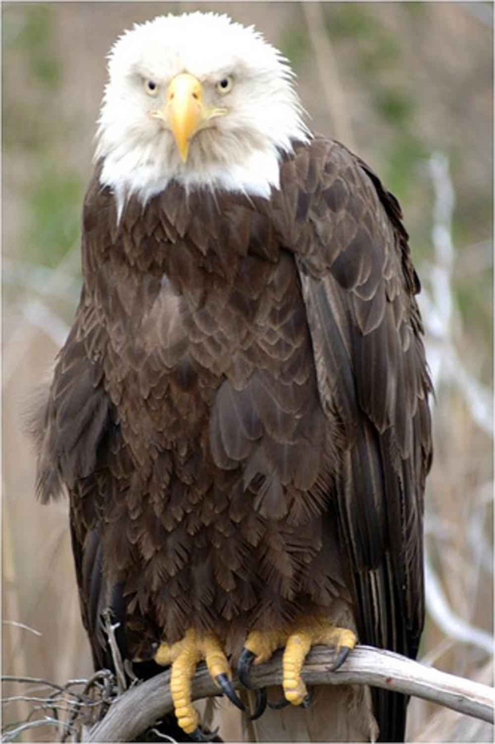 free-picture-adult-bald-eagle-bird-perching-branch