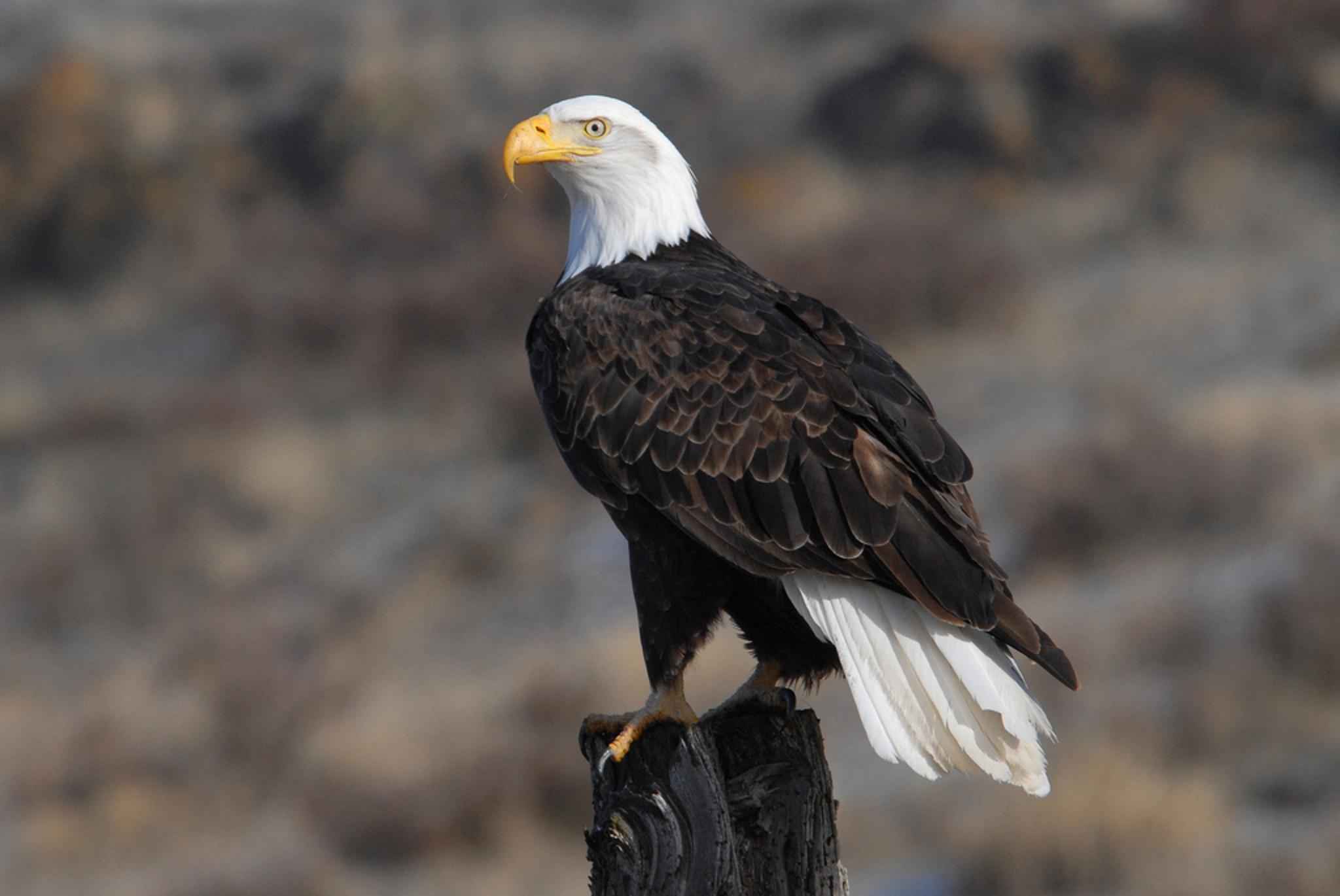 Free picture: adult, bald, eagle