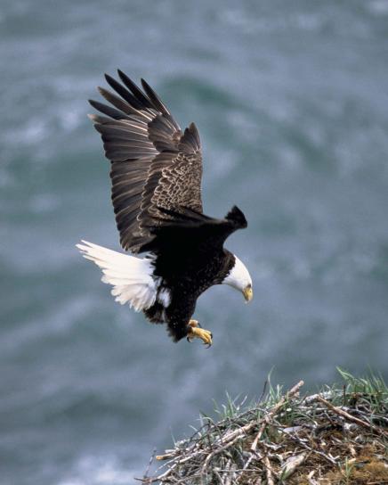 plešatý, eagle, kreslí, krídla, späť, príde, hniezdo, pristátie