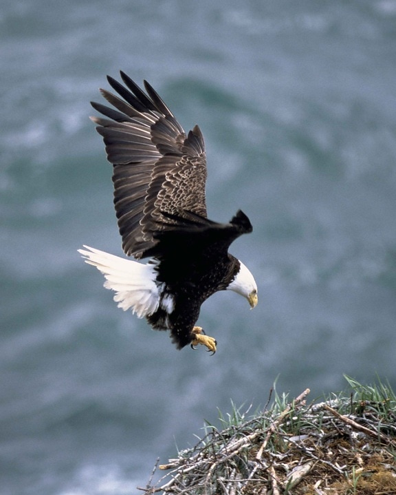 calvo, águila, dibuja, alas, de nuevo, viene, nido, aterrizaje