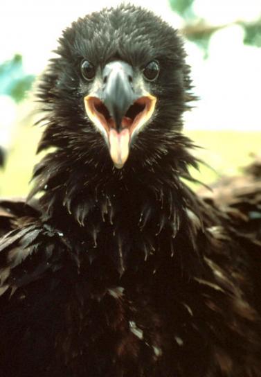 chel, vultur, tinerei, sus, haliaeetus leucocephalus