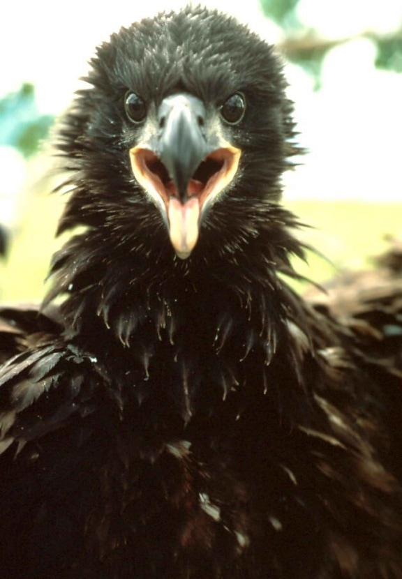 bald, eagle, fledgling, up-close, haliaeetus leucocephalus