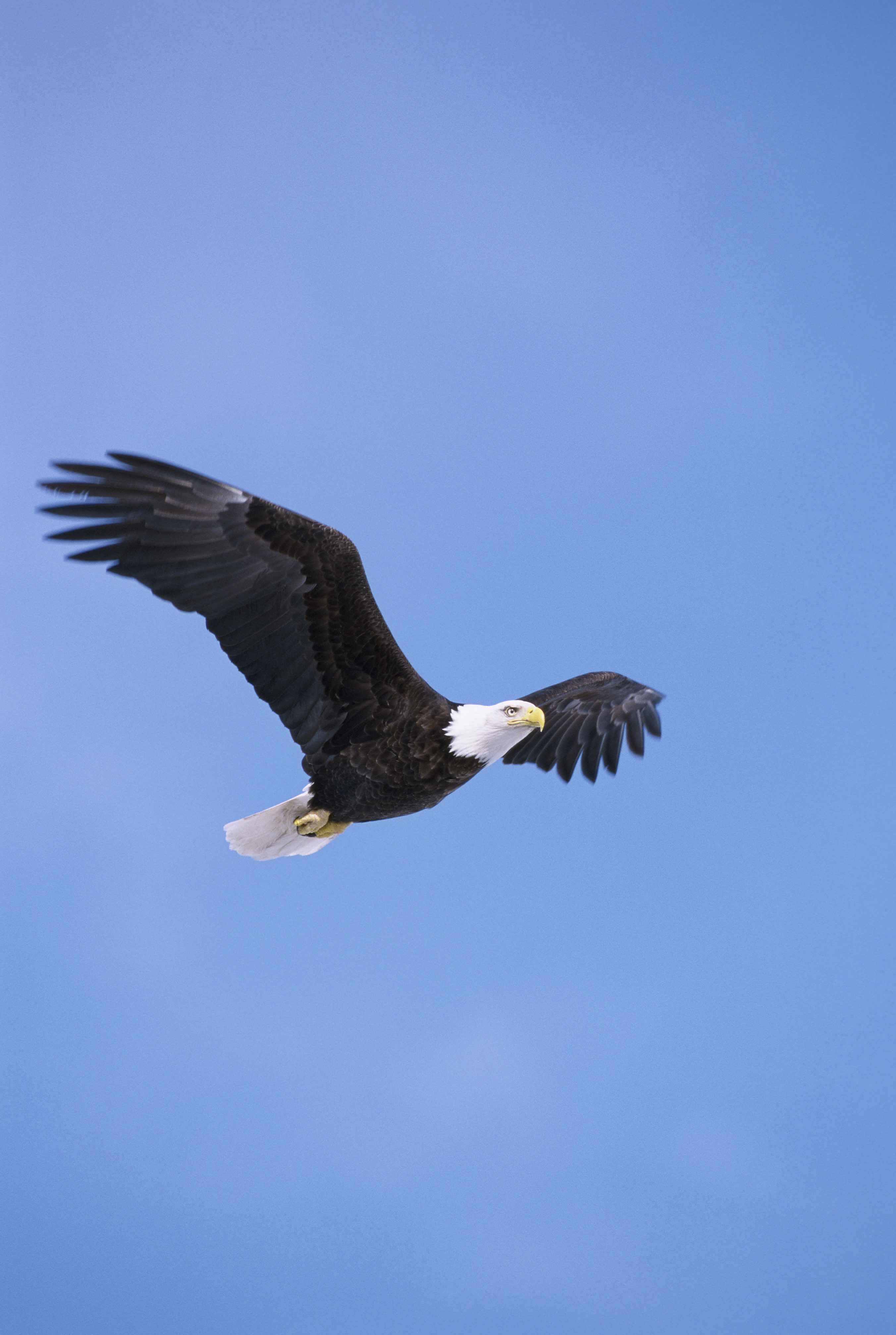 Imagen gratis: calvo, águila, volando, claro, azul, cielo