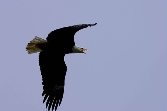 bald, eagle, flight, overhead, bird, raptor
