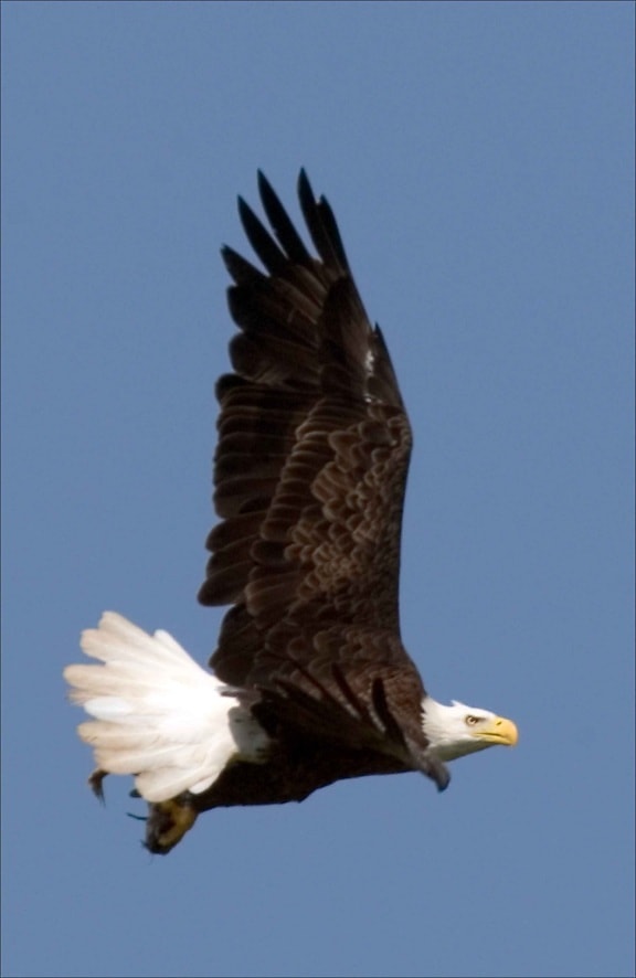 bald, eagle, flight, blue sky, background