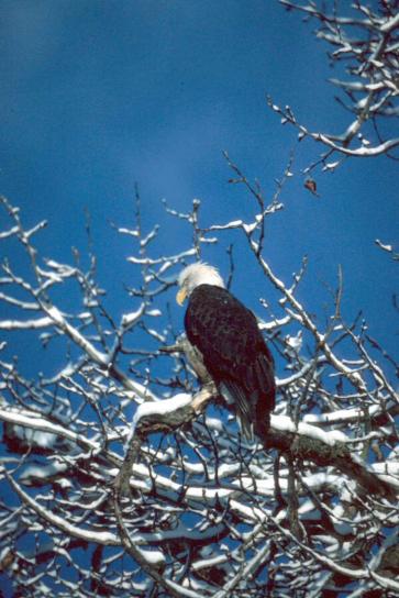 calvo, águila, cubierto de nieve, árbol, ramas