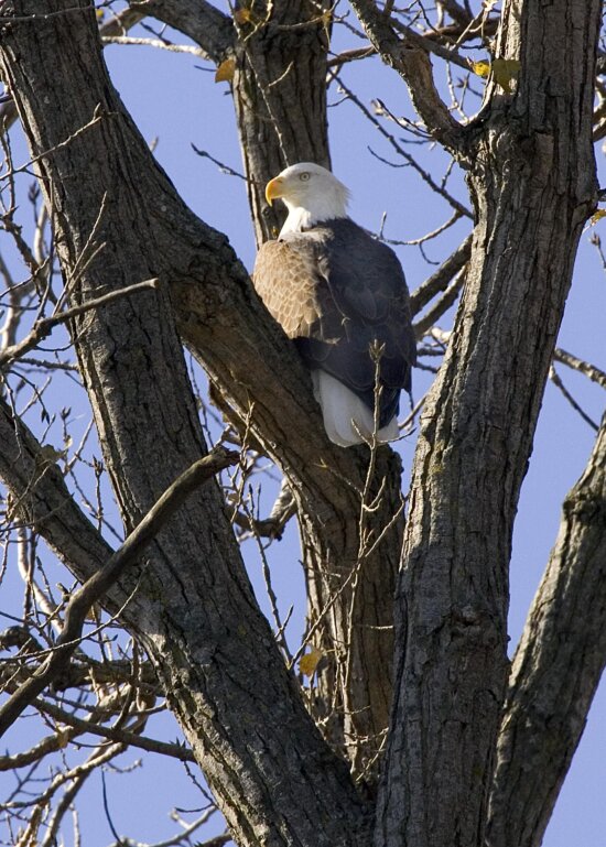 bald eagle, tree, predator bird