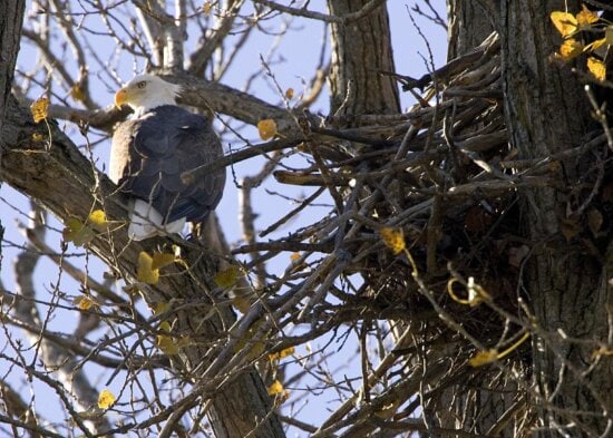 bald, eagle, nest, tree