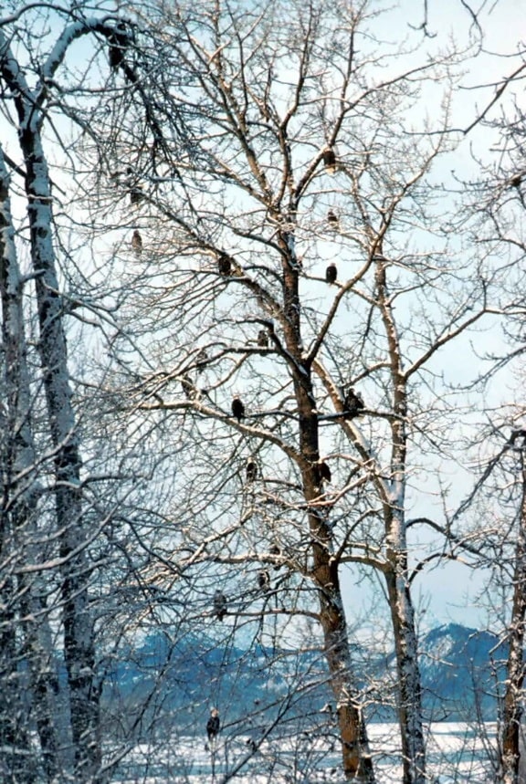 carecas, águias, aves de rapina, árvores