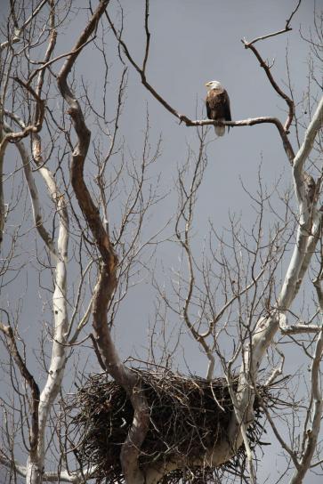 eagle, sitting, tree, nest, haliaeetus leucocephalus