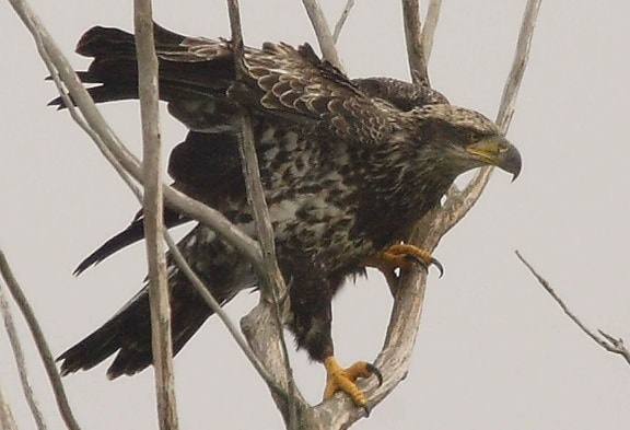 inmaduro, calvo, águila, pájaro, haliaeetus leucocephalus