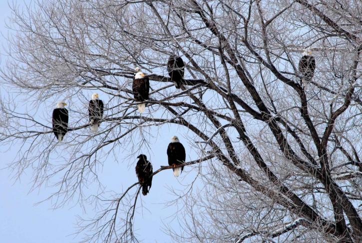 several, bald, eagles, roost, tree