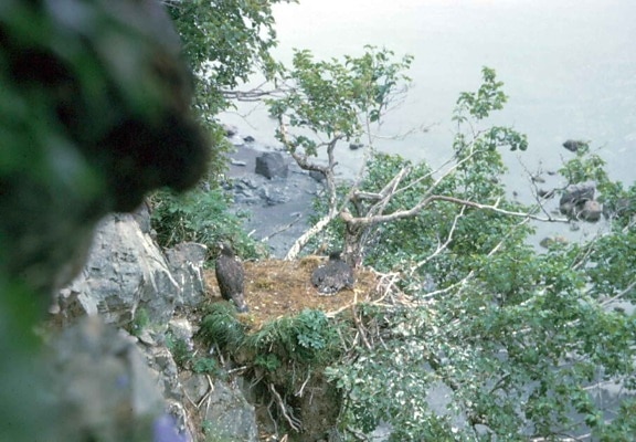eagle, cliff, nest