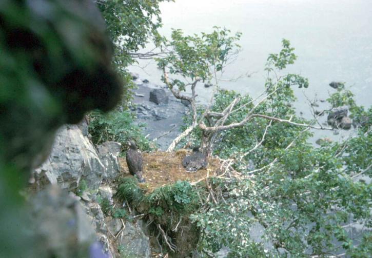 Orel, cliff, hnízdo