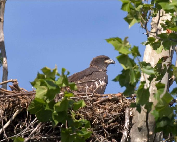 aigle, nid, arbre, photographié, terrain