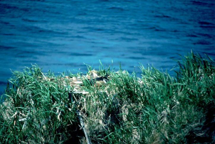 águila, nido, lago, hierba