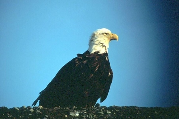 eagle, blue sky, background