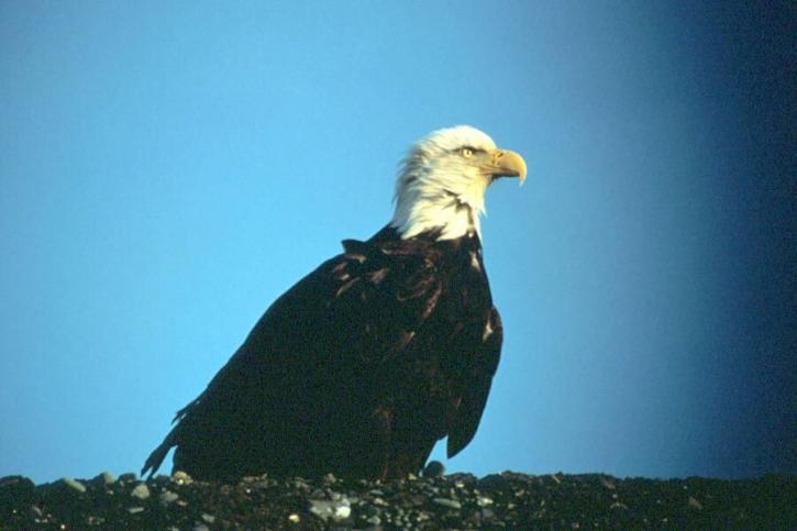 Eagle, màu xanh bầu trời, nền