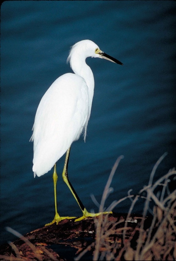 up-close, rear, bird, standing, water