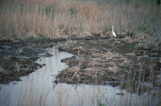 egret, pond