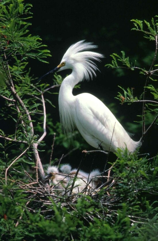 egret, white bird, green leaves