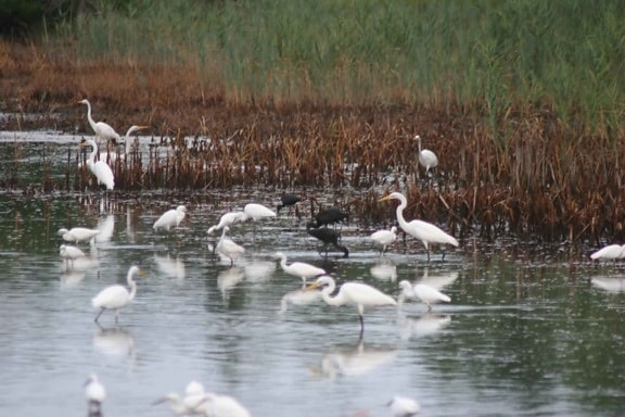 egrets, ibis, birds, swamp, egretta thula, plegadis falcinellus