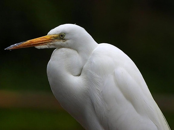 egrets, beaks, feathers, birds