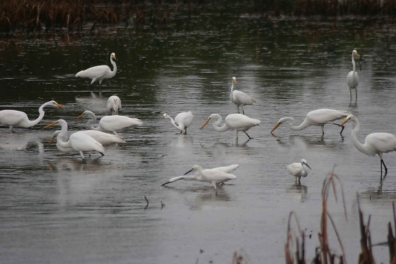 egrets, berdiri, marsh, makan, ergetta, thula