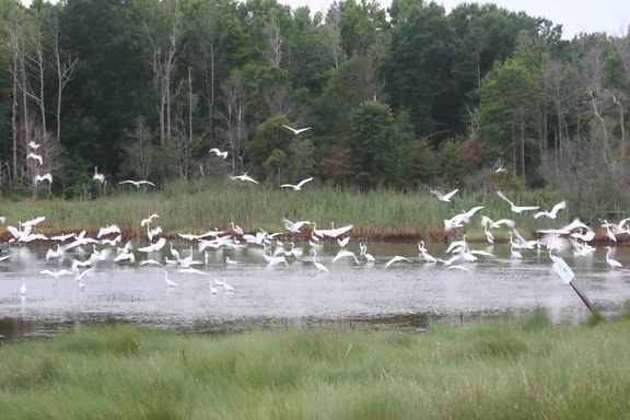 群れ、ホワイト、白鷺、鳥、egretta、スラ