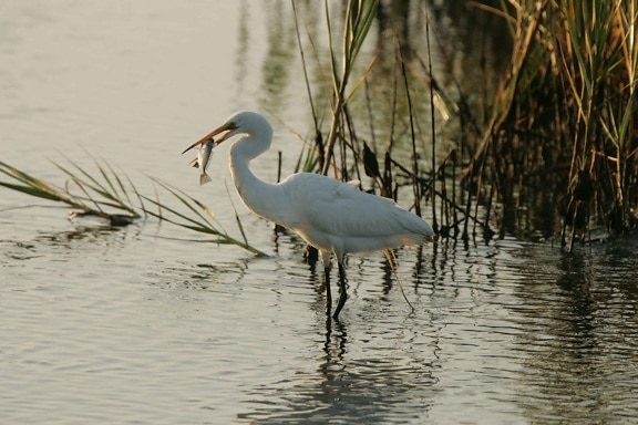great egret, feeds, fish, refuge, waters