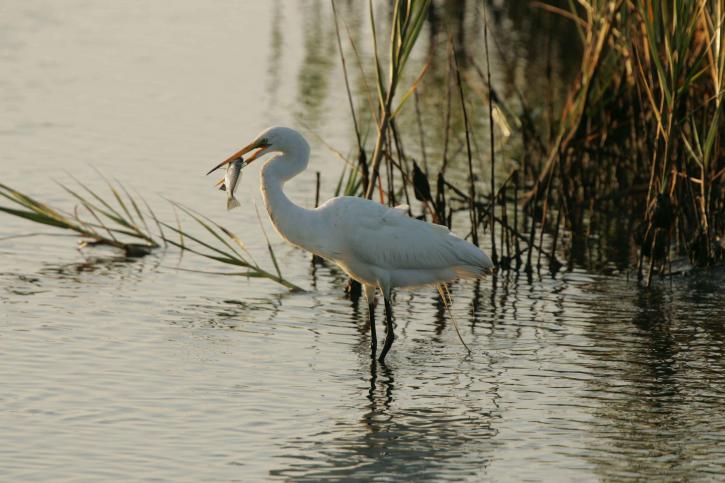 Great egret, nguồn cấp dữ liệu, cá, nơi ẩn náu, vùng biển