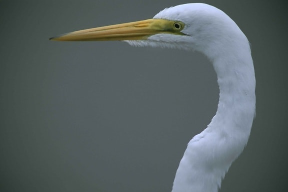 up-close, head, neck, great egret, casmerodius albus