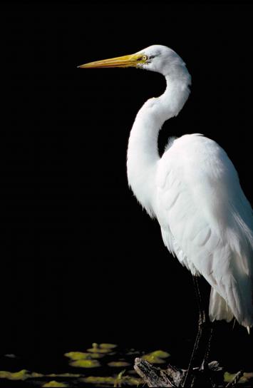 up-close, standing, great egret, bird, ardea alba